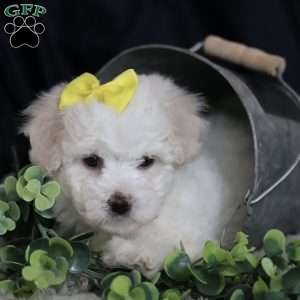 Gloria, Bichon Frise Puppy